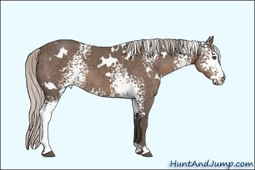 Horse Color:White Spotted Silver Black 