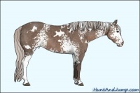 Horse Color:White Spotted Silver Black