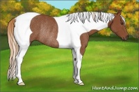 Horse Color:Chestnut Tobiano Rabicano