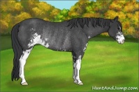Horse Color:Black Sabino Rabicano 