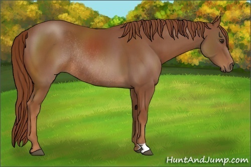 Horse Color:Chestnut Rabicano 
