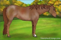 Horse Color:Chestnut Rabicano 