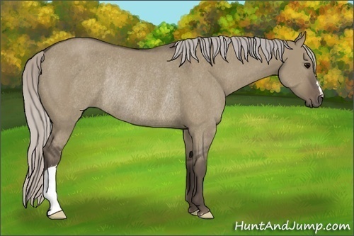 Horse Color:Silver Grullo Rabicano