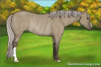 Horse Color:Silver Grullo Rabicano