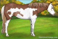 Horse Color:Chestnut Splash Frame Rabicano 