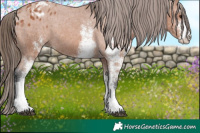 Horse Color:White Spotted Bay Appaloosa 