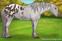 Horse Color:Liver Chestnut Appaloosa