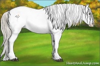 Horse Color:White Spotted Palomino Dun Sabino Appaloosa 