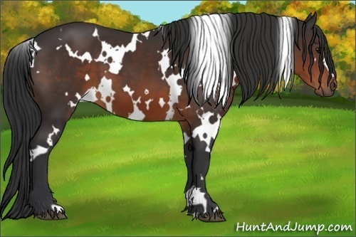 Horse Color:White Spotted Brown 