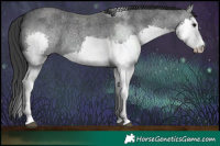 Horse Color:Blue Roan Splash  Brindle