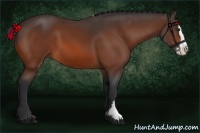 Horse Color:Bay Splash Frame 