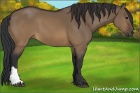 Horse Color:Brown Dun 