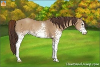 Horse Color:White Spotted Classic Champagne Rabicano 