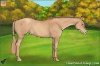 Horse Color:Gold Champagne Rabicano