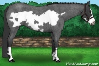 Horse Color:Blue Roan Frame