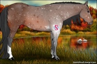 Horse Color:Bay Tobiano 