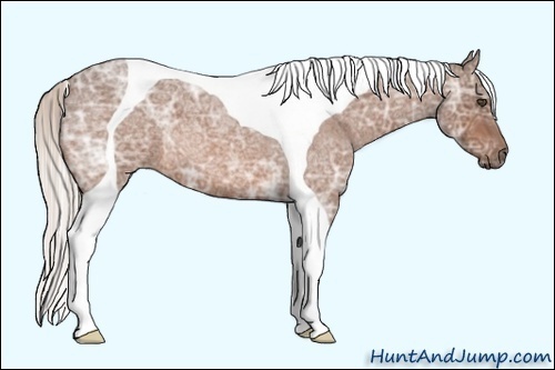 Horse Color:Silver Bay Ice Roan Tobiano