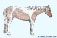 Horse Color:Silver Bay Ice Roan Tobiano