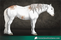 Horse Color:White Spotted Silver Bay Dun
