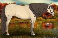 Horse Color:Amber Cream Champagne Roan Dun Rabicano