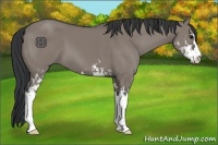Horse Color:Grullo Sabino 