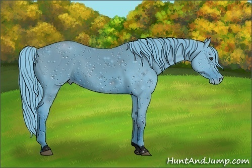Horse Color:ERROR: UNKNOWN ANOMALY