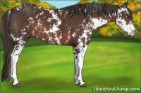 Horse Color:Liver Chestnut Sabino