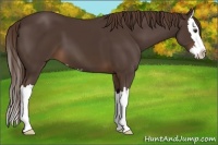 Horse Color:Liver Chestnut Sabino Splash