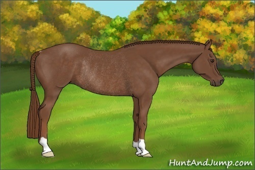Horse Color:Chestnut Rabicano 