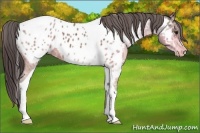 Horse Color:Bay Ice Tobiano Appaloosa 