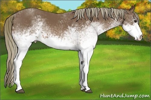 Horse Color:White Spotted Chestnut 