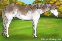 Horse Color:White Spotted Chestnut