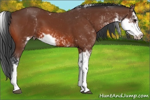 Horse Color:Bay Sabino 