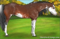 Horse Color:Bay Sabino 