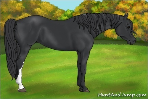 Horse Color:Black 
