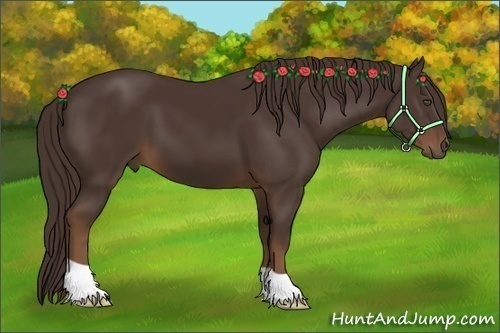 Horse Color:Liver Chestnut 