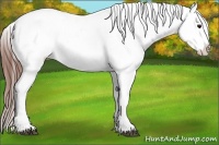 Horse Color:White Spotted Brown Dun Splash Appaloosa Rabicano 
