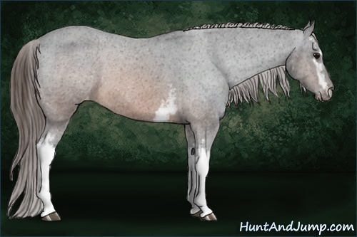 Horse Color:White Spotted Brown Varnish