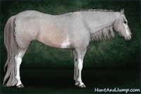 Horse Color:White Spotted Brown Appaloosa