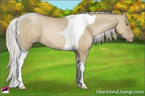 Horse Color:Silver Grullo Pearl Tobiano Rabicano 