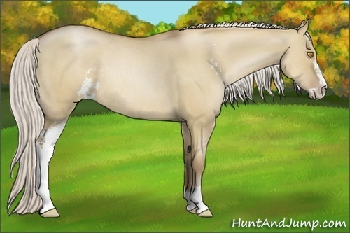Horse Color:Silver Grullo Pearl Sabino Rabicano