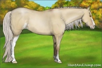 Horse Color:Silver Grullo Pearl Sabino Rabicano