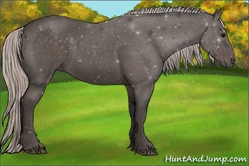 Horse Color:Silver Black Sabino 