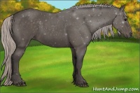 Horse Color:Silver Black Sabino