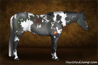 Horse Color:White Spotted Black