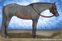 Horse Color:Brown Appaloosa