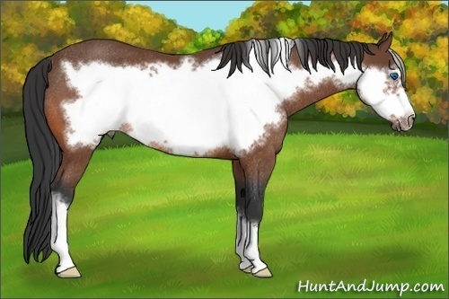 Horse Color:Bay Frame Rabicano 