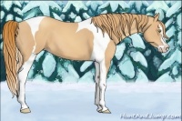 Horse Color:Gold Champagne Splash Tobiano 