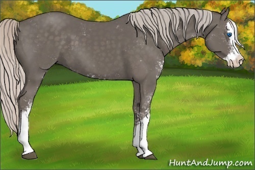 Horse Color:Silver Black Sabino Splash