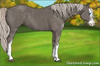 Horse Color:Silver Black Sabino Splash